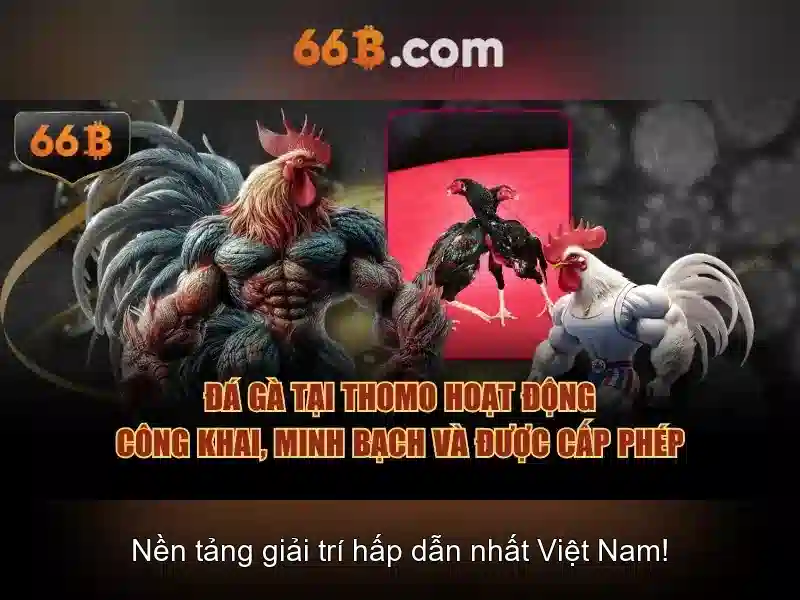 66b là gì và cách hiểu